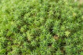 stunningly beautiful fresh Moss