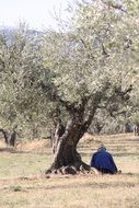 man sits near a tree