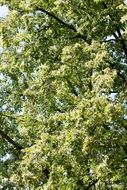 crown of a large tree in the sunlight