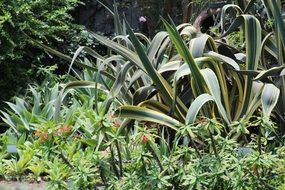 green leafy plants in the garden