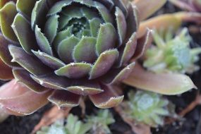 Close-up of the beautiful green and red Succulent Plant in a garden