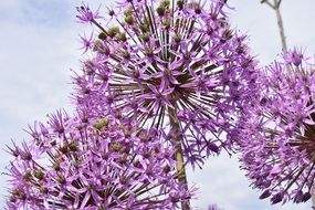 purple spherical inflorescences of a ornamental onion