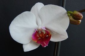 white orchid with a pink center