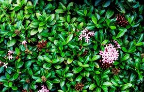 colorful green bushes in the garden