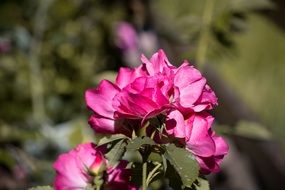 pink roses on a bush in the rays of the bright sun