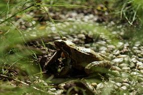 Frog in a garden