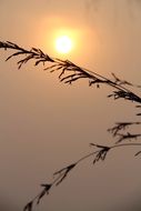 dark Silhouette of plant at sunset sky