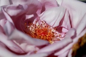 close-up view of rosehip bud with stamens