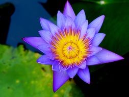 purple lily flower on the water