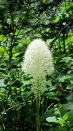 Beargrass Flower