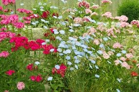 variety of colorful garden flowers