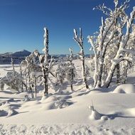 winter snowy garden