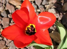 shiny red tulip