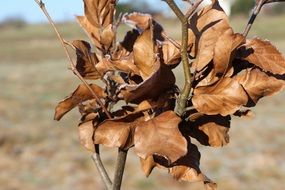 branch with dry leaves in winter