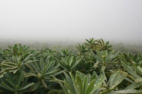 plants in drops of water in dense fog