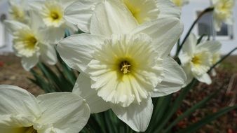 white yellowish daffodils