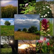 Collage Nature