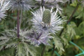 ivory thistle blossoms