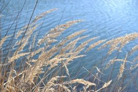 dry reeds near the lake