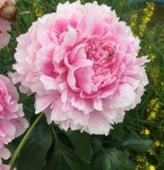 Garden Peony
