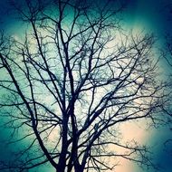 Branches Trees Nature