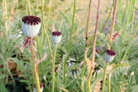 Poppy Klatschmohn Capsule