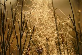 spider web in morning Sunrise light