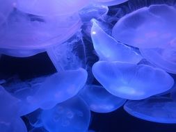 lot of blue Jellyfish close up
