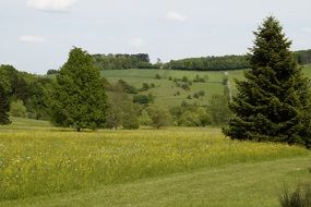 Landscape of the peaceful atmosphere on a meadow