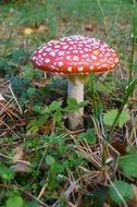 Fly Agaric Autumn