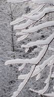 branches in the snow close up