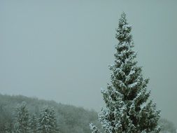 Snowy evergreen tree