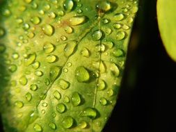 macro photo of large raindrops on a green leaf