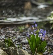 violet hyacinthus flowers in the forest