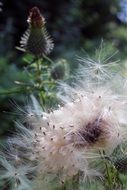 close-up photo of light seeds of a thistle