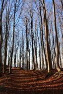 autumn Forest Path between trees scene