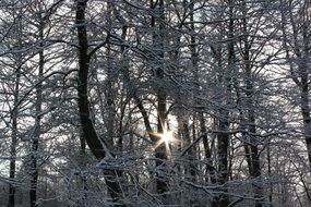 Photo of snowy forest