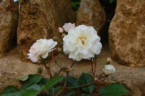 Beautiful white Roses with green leaves blooming at rough, colorful stones