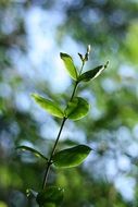 thin Branch with new Green Leaves close up