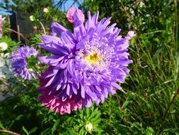 purple asters in the garden