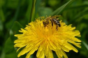 bee on spring dandelion