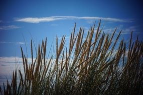 Reeds on a beach