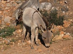 little donkey on the rocky coast