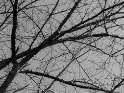 dark branches against the evening sky