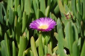 Small bloom in a grass