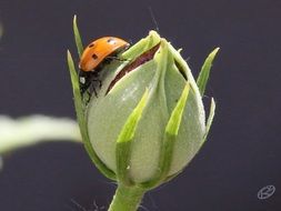 ladybug sitting on a flower bud