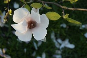 garden magnolia in spring