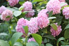 tender pink hydrangea in the garden