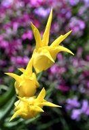 Tulips Yellow sharp petals