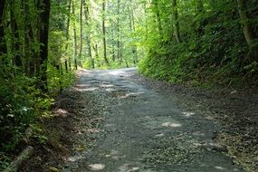 road like a wide path in the forest